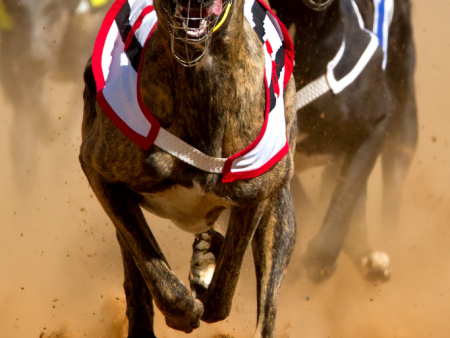 Pipbets Greyhound Tips 