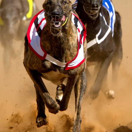 Pipbets Greyhound Tips 